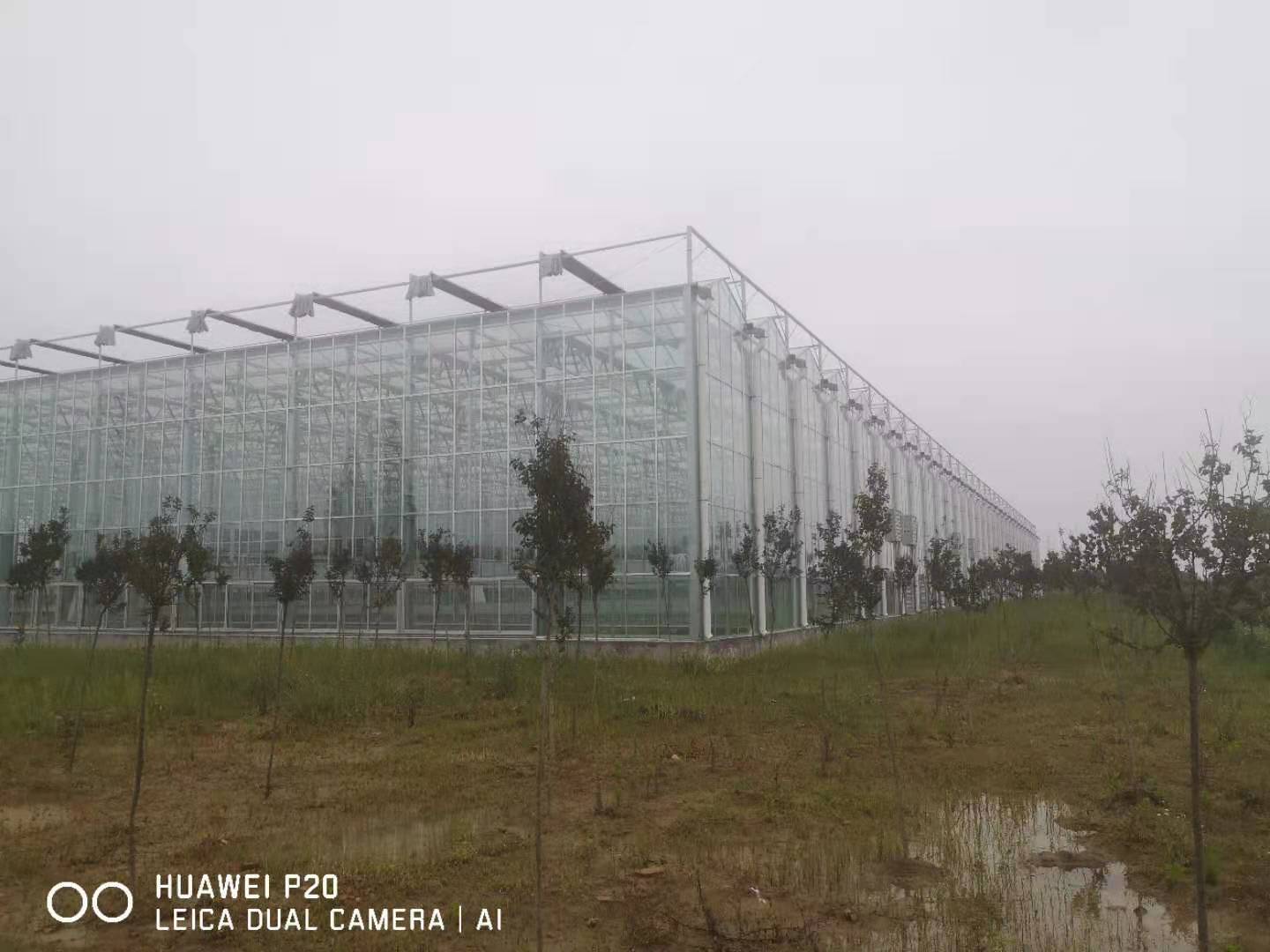 安徽阜陽蝴蝶蘭培育基地連棟智能玻璃溫室項目